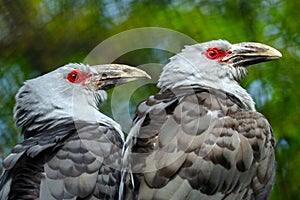 Two synchronic birds photo