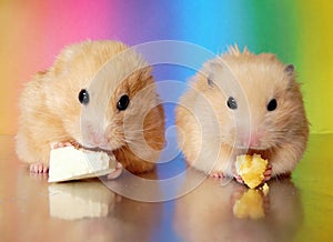 Two syrian hamsters eating dinner together