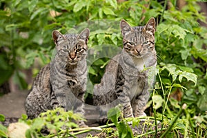 Two tabby cats sit in grass outdoor