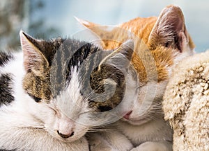 Two tabby cats sleeping