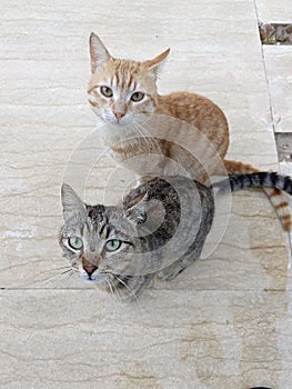 Two Tabby Cats visiting photo