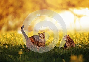 Two  tabby cats walk through a summer sunny meadow and watch a white butterfly fly by