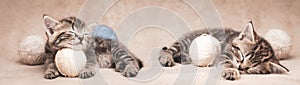 Two tabby kittens sleeping among balls of yarn. Web banner