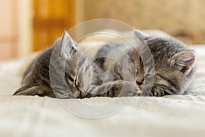 Two tabby kittens sleeping together. Pretty Baby cats Kids animal cat and cozy home concept. Home pets. Animal care