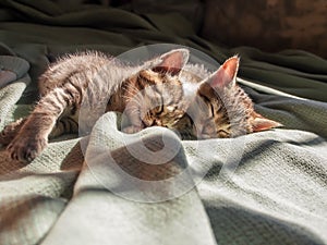 Two tabby kittens snuggled up for a nap