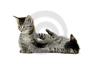 Two tabby kittens on white photo