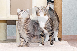 Two tabby mongrel cats play near the scratching post and the cat house.