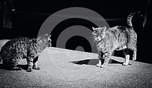 Two tabby street cats are standing on the warm asphalt on a sunny day in the black-and-white photo. Beauty of these feline