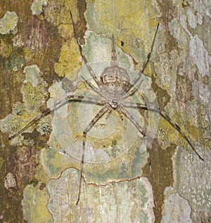 Two-tail spider Hersilia savignyi well camouflaged on tree in forest, Sri Lanka