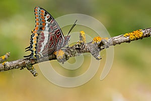 The two-tailed pasha or foxy emperor butterfly charaxes jasius