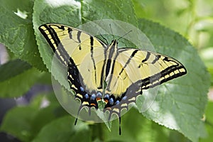 Two tailed swallowtail butterfly