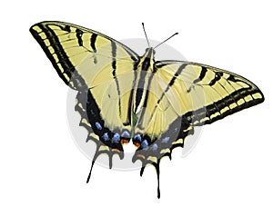 Two tailed swallowtail butterfly isolated white