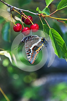 Two Tailed Swallowtailed butterfly on wild cherries