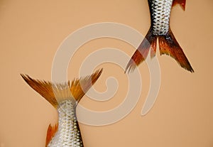 Two tails of river roach fish on orange background. Concept of kitchen, food preparation, shop windows, market. Fishing concept,