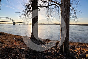 Two tall bare winter trees on the banks of the vast flowing waters of the Mississippi river at sunset with dry brush on the banks