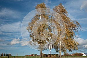 Two tall birch trees stand by the roadside in autumn in Bavaria. A traditional wooden wayside cross stands between the trees. In