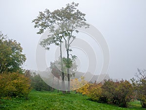 Two tall detached trees in autumn park in fog