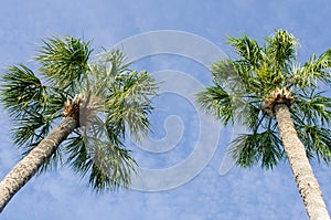 Two tall palm trees