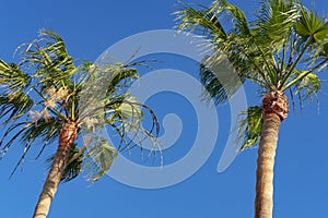 Two tall palm trees of Copernicia genus, Copernicia prunifera