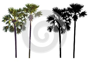 Two tall palmyra palm trees with black alpha mask isolated on white background.