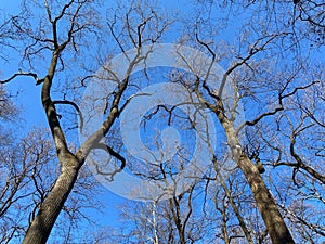 Two Tall Trees and Blue Sky in Winter in January