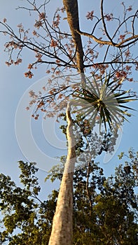 two tall trees towered in the bright blue sky