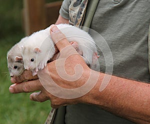 Two Tame Ferrets.