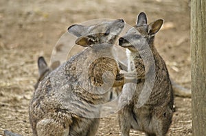 Tammar wallabies
