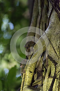 Two tarsius on a tree in Tangkoko national park
