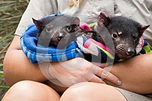 Two Tasmanian devil babies handled by a ranger