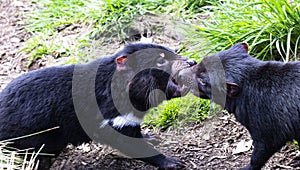 Two Tasmanian Devils nip in disagreement