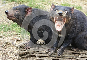 Two Tasmanian Devils, one screaming