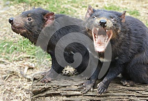 Two Tasmanian Devils, one screaming photo