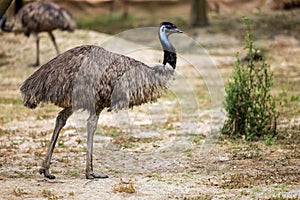 Two Tasmanian emus (Dromaius novaehollandiae diemenensis) standing in an outdoor enclosure