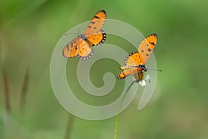 Two Tawny coster butterflies in a meadow