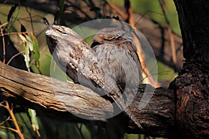 Two Tawny Frogmouth birds in tree, Australian wildlife