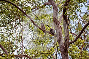 Two Tawny Frogmouth Owls Camouflaged Amongst The Trees