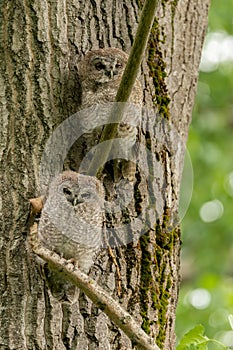 Two tawny owls or brown owls Strix aluco juv. perched on a branch