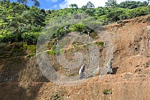 Two tea pickers pluckers head to work in a plantation near Nuwara Eliya in Sri Lanka.