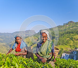 Two Tea Pickers Smile As They Pick Leaves photo