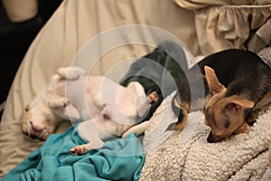 two teacup chihuahua dogs 1402