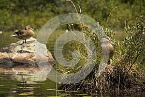 Two teal, on rock and in nest, Adirondacks, New York.