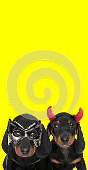 Two teckel dogs wearing devil horns and a mask