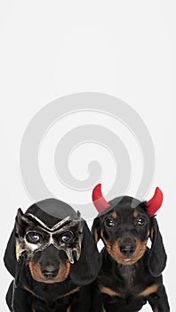 Two teckel dogs wearing devil horns and a mask