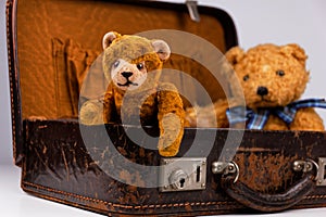 two teddies sitting inside a small vintage case