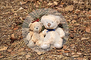 Two teddy bears on autumn leaves