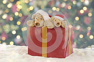 Two teddy bears in a Christmas present