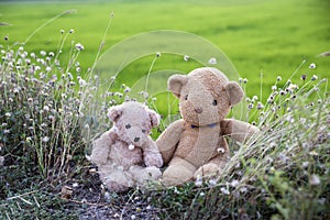 Two Teddy Bears sitting and picnic on grass with green rice field background.Teddy Bear is a gift,toy and best friend for children