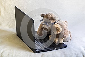 Two teddy bears using laptop