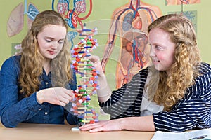 Two teenage girls studying human DNA model in biology lesson